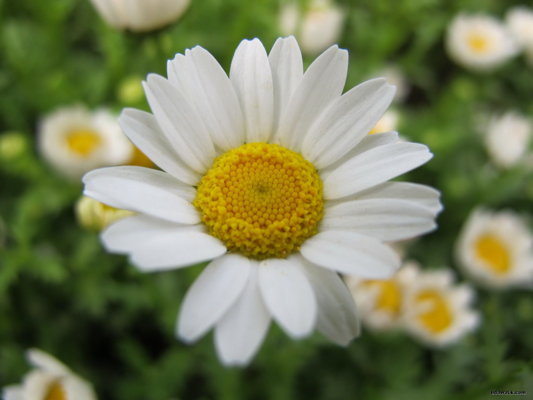  p>白晶菊又名小 a href="#">白菊 /a>,为一,二年生草本花卉.