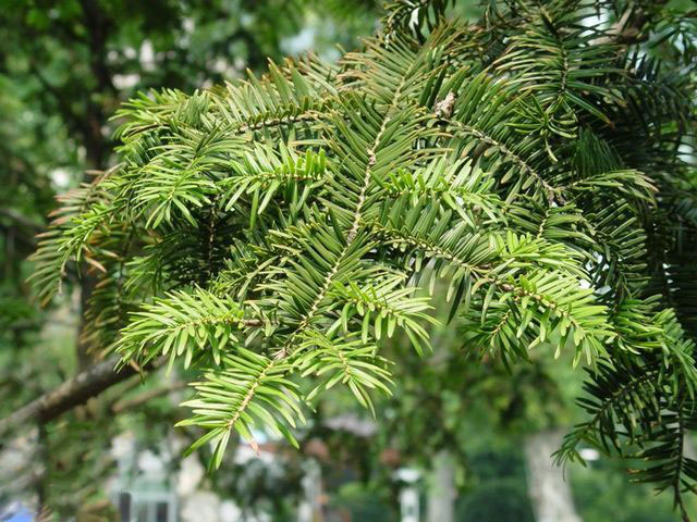 abies fabri (mast.) craib