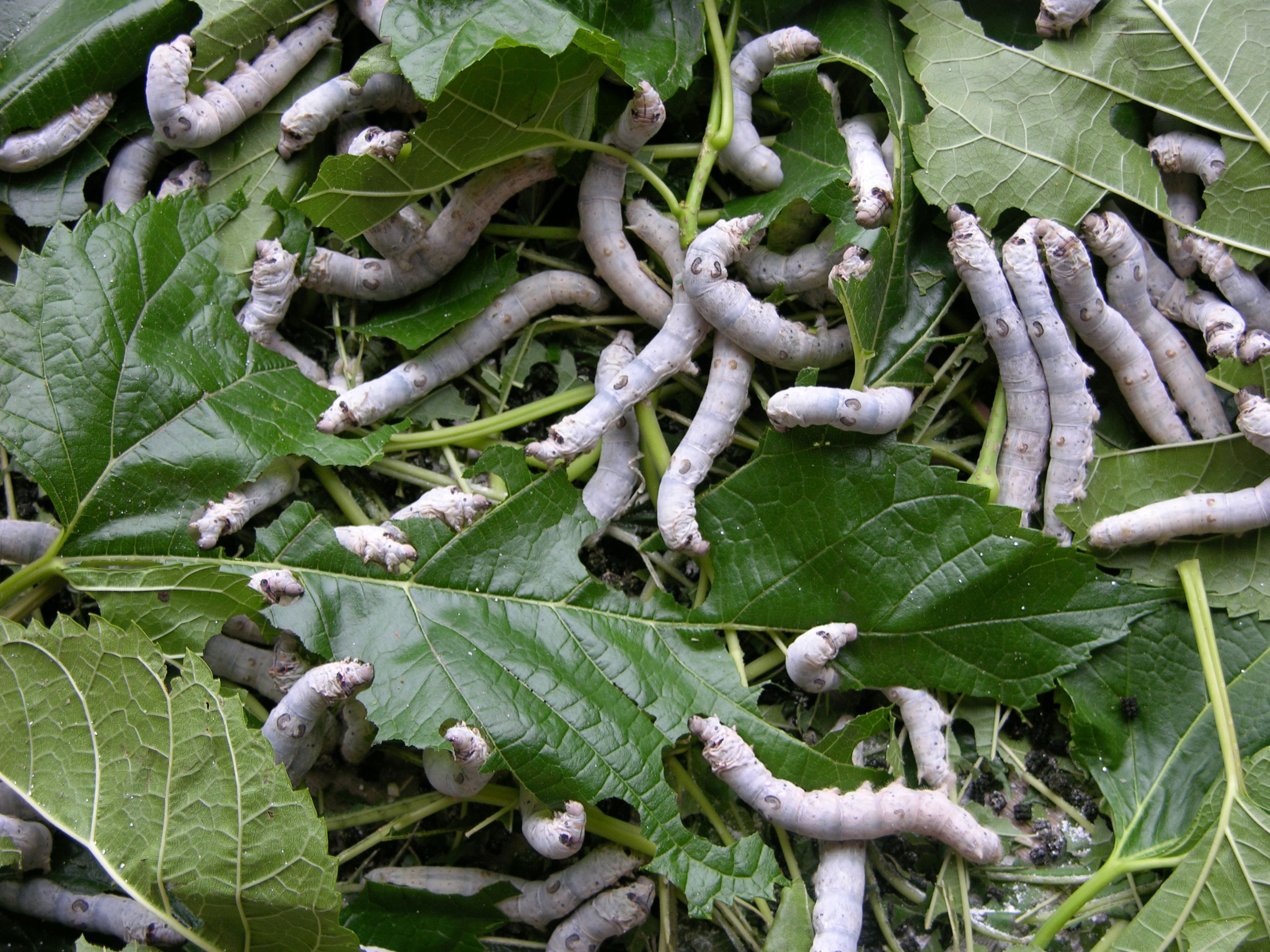  p>姜虫呈圆柱形,多弯曲而 a href="#" data-lemmaid="139583">皱缩 