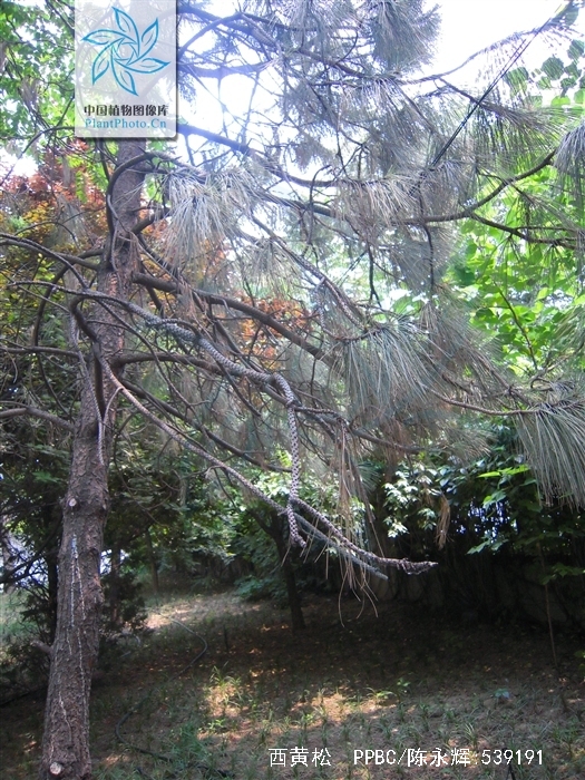  p>西黄松(学名: i>pinus ponderosa /i> dougl. ex laws.
