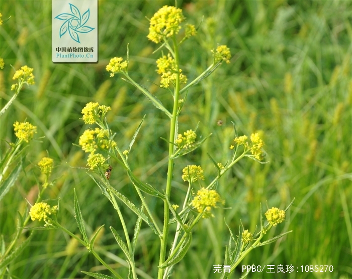 是十字花科,芸苔属二年生 a target="_blank" href="/item/草本">