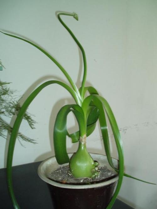 虎眼万年青