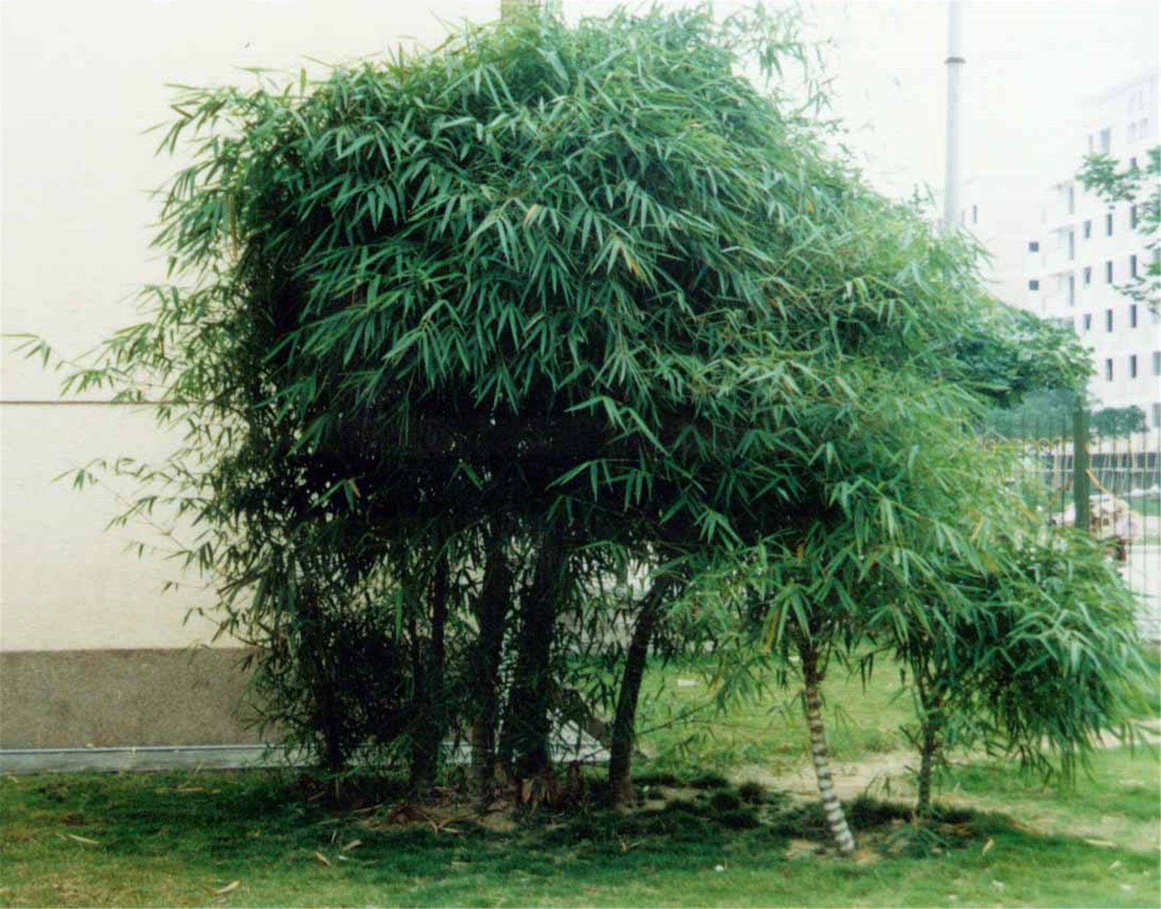 为 a href="#" data-lemmaid="2458872">禾本科 /a>丛生型竹类植物