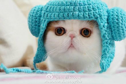  p data-id="gnyu5xlp3r">红小胖snoopy是一只红色梵纹 a target="