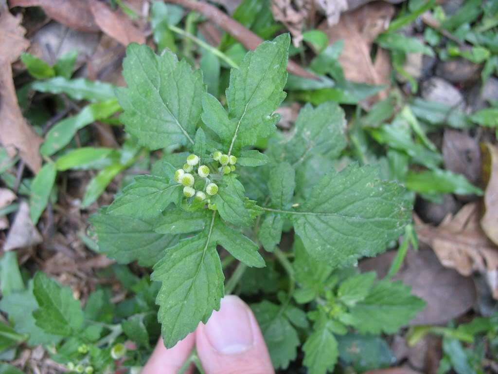  p>菊叶鱼眼草,为 a href="#" data-lemmaid="2931005">鱼眼草属 /a>