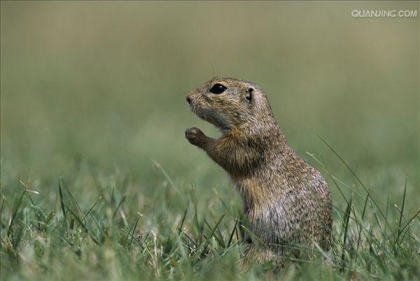  i>spermophilus dauricus /i>)别名黄鼠,蒙古黄鼠,草原黄鼠,豆鼠子