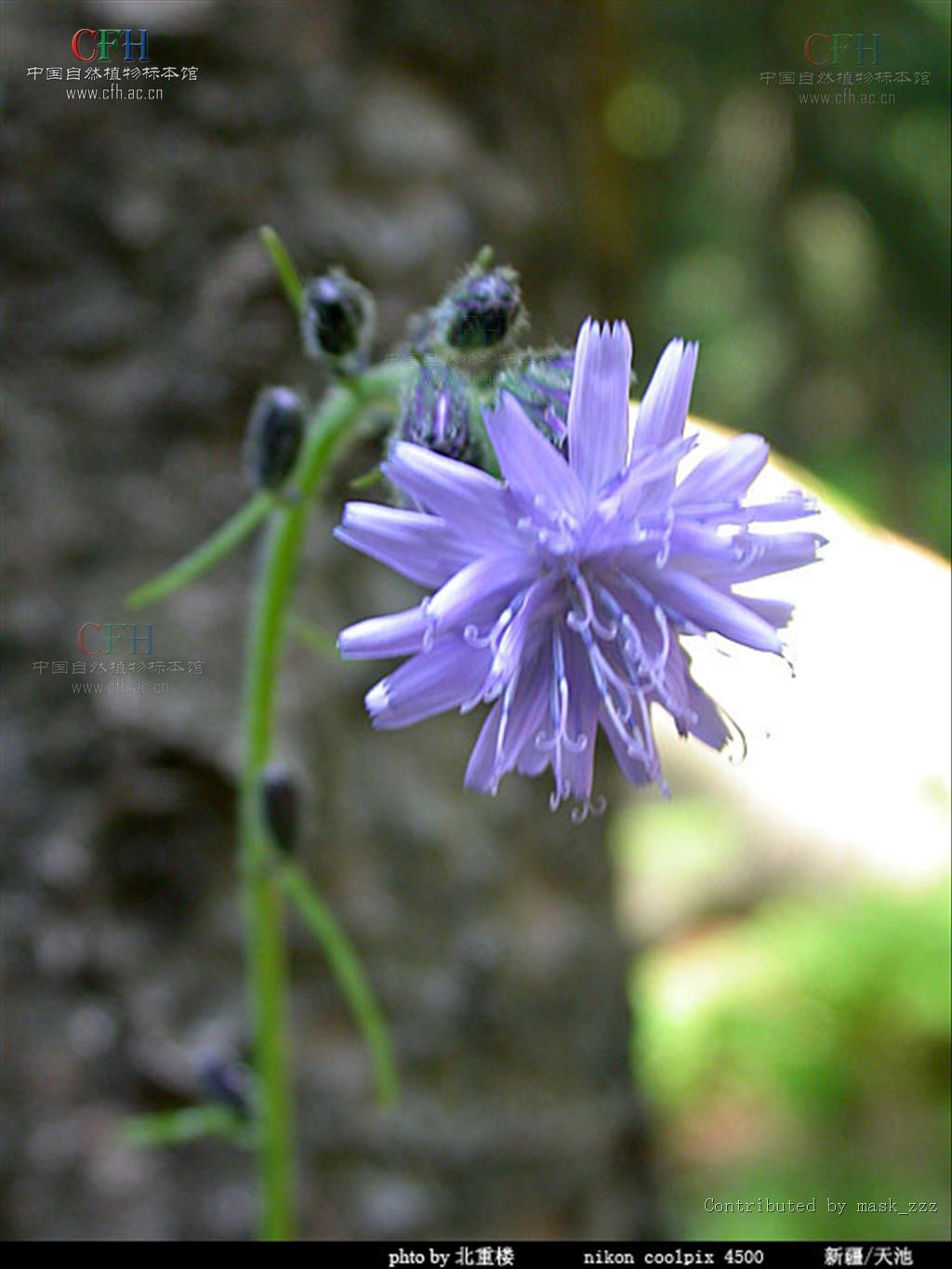  p>岩参属(学名:cicerbita wallr.