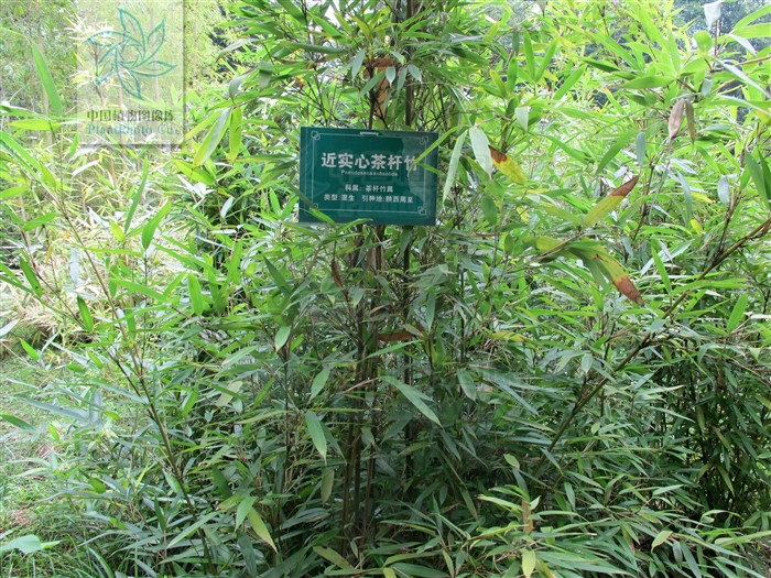  p> b>近实心茶竿竹 /b>( a href="#" data-lemmaid="8074290">学名 