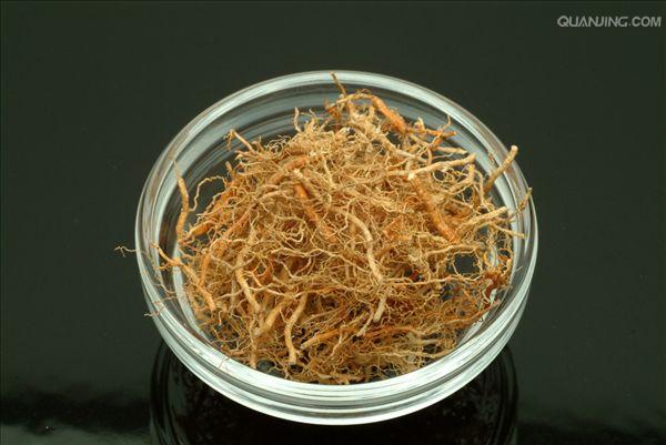  p>香根草(学名: i>vetiveria zizanioides /i> (l.