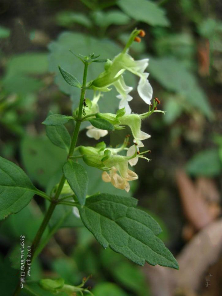  p>二齿香科科(学名: i>teucrium bidentatum&nbsp; /i>hemsl.
