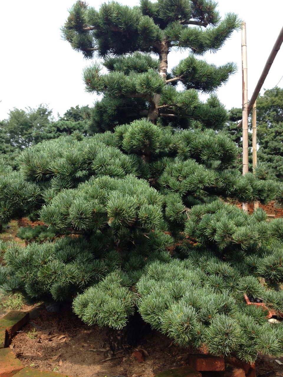  p>日本五针松(学名: i>pinus parviflora /i>)是松科松属的植物,乔木
