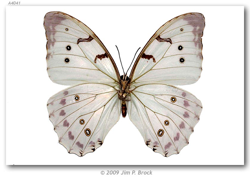  p>大白闪蝶(学名:morpho luna),鳞翅目 a href="#">蛱蝶科 /a>闪蝶属