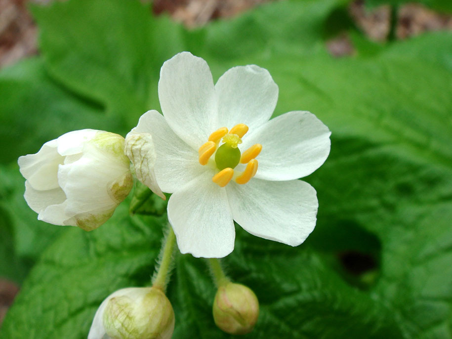 skeleton flower