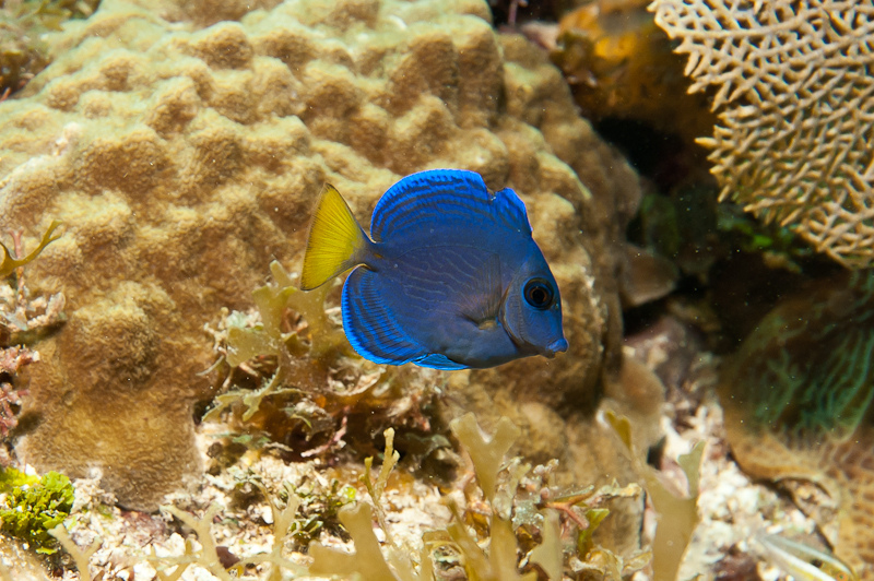 p>蓝刺尾鱼(学名:acanthurus coeruleus).此鱼体呈卵圆形.