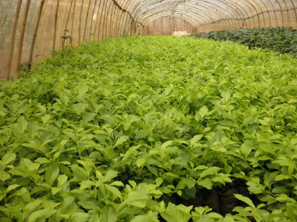  /i>):是 a target="_blank" href="/item/双子叶植物纲/229183" data