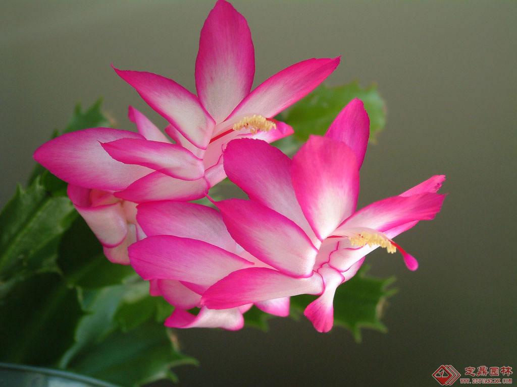 毛蟹爪兰