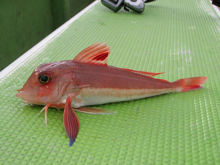  p>短鳍红娘鱼(学名: i>lepidotrigla microptera /i>)是鲂鮄科,红娘