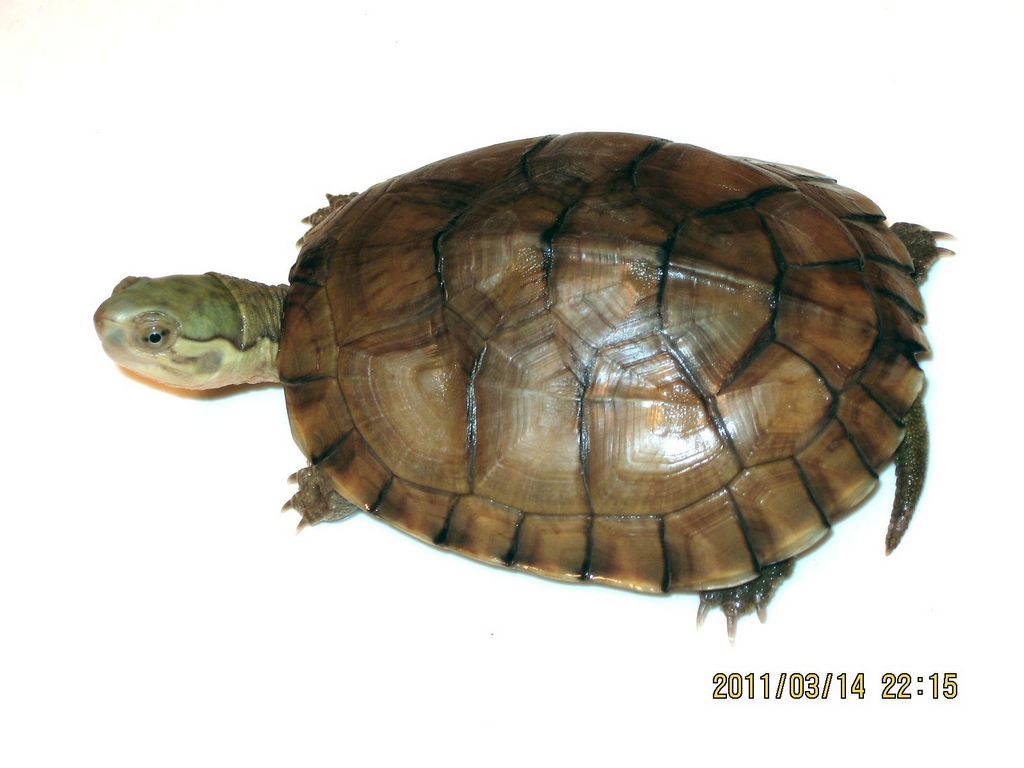  p>腊戍拟水龟是属于淡水龟科的一种动物.