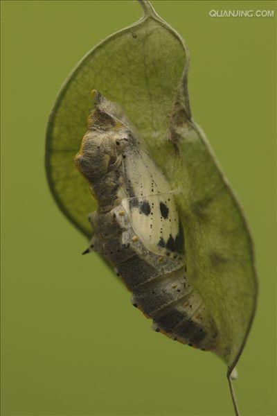  p>菜粉蝶,别名菜白蝶,幼虫又称菜青虫,是我国分布最普遍,危害最严重