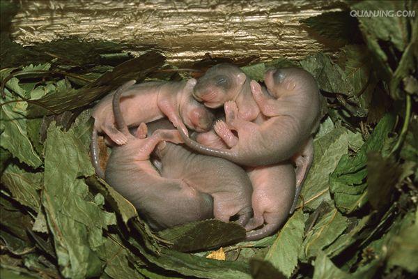  p>榛睡鼠, a href="#" data-lemmaid="8074290">学名 /a>为mus