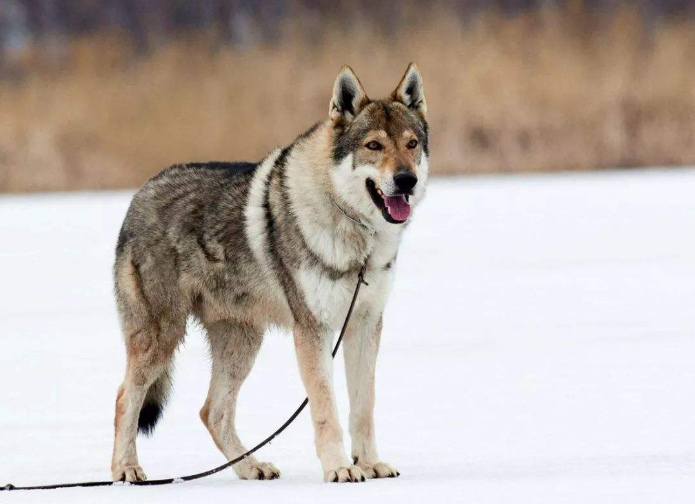 如何饲养捷克狼犬？_百科TA说