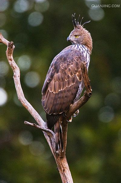  a target="_blank" href="/item/鹰科">鹰科 /a>冕鹰雕属的一个物种