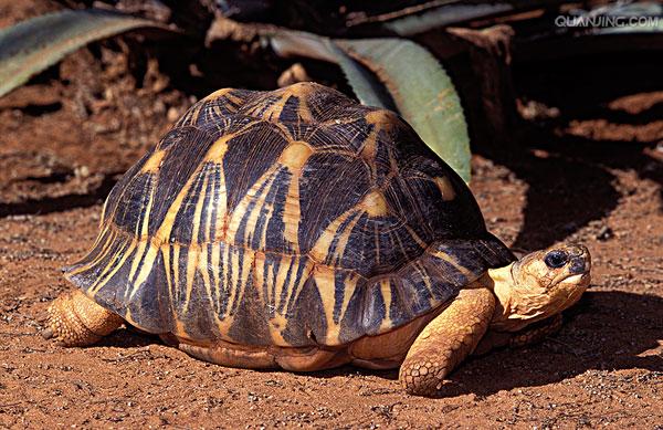  p>辐射陆龟又叫 a href="#" data-lemmaid="5123011">放射陆龟 /a>