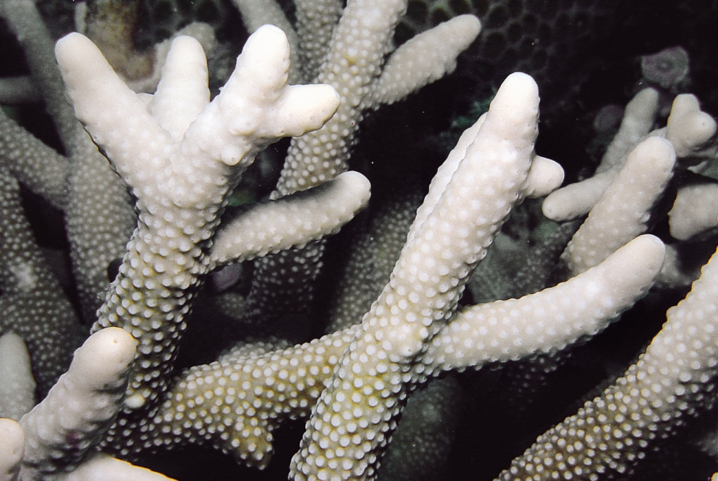  p>柱形鹿角珊瑚是一种动物界,刺胞动物门,珊瑚纲,六放珊瑚亚纲,石