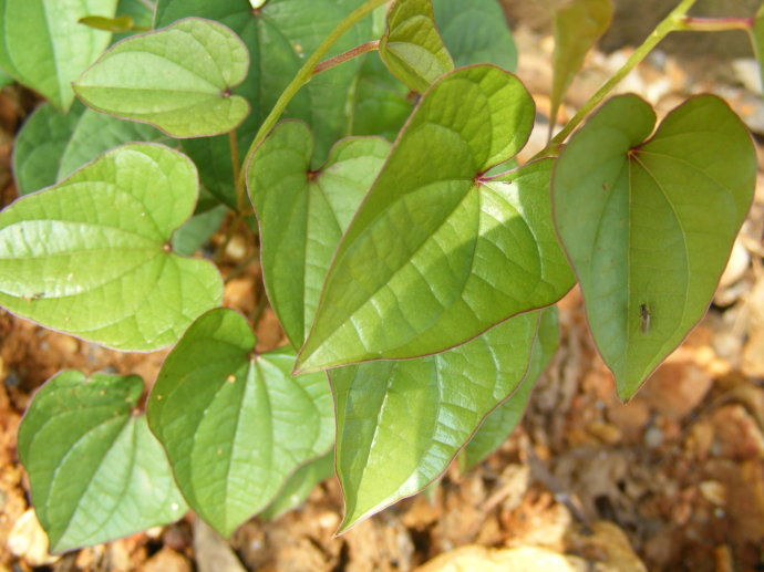  p>高山薯蓣(学名: i>dioscorea delavayi /i> franchet)是 a target=