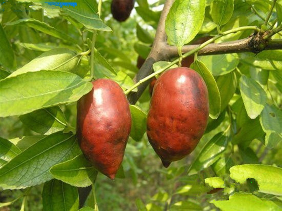  p>大马牙枣,落叶植物,为长红枣品种群的重要品种.