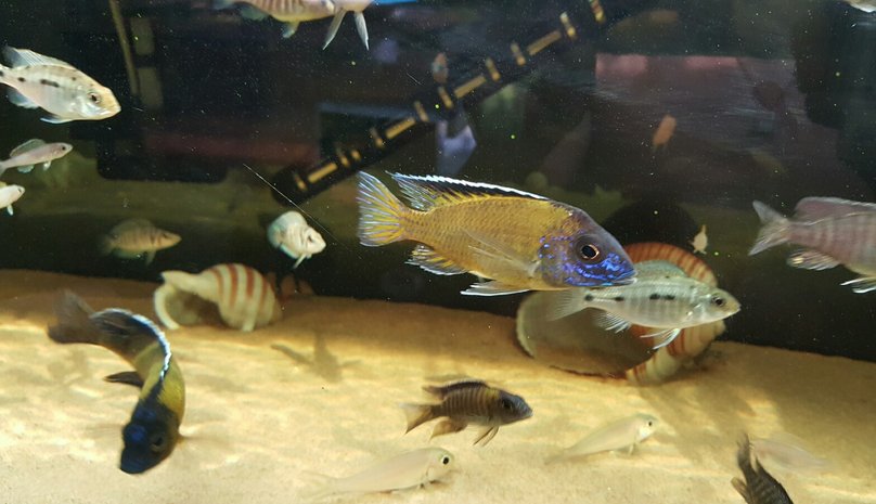  p>帝王艳红是慈鲷科孔雀鲷属动物. /p>