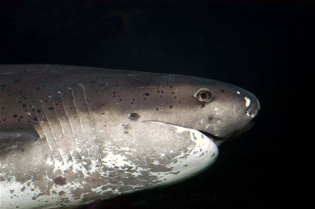  p>扁头哈那鲨(学名: i>notorynchus cepedianu