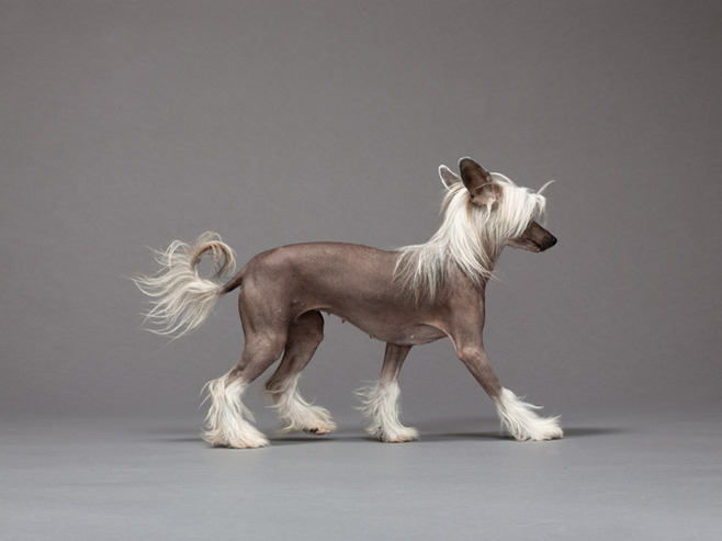 chinese crested dog