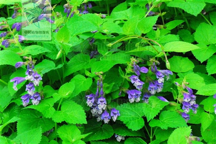  p>荨麻叶龙头草,拉丁名为meehania urticifolia (miq.