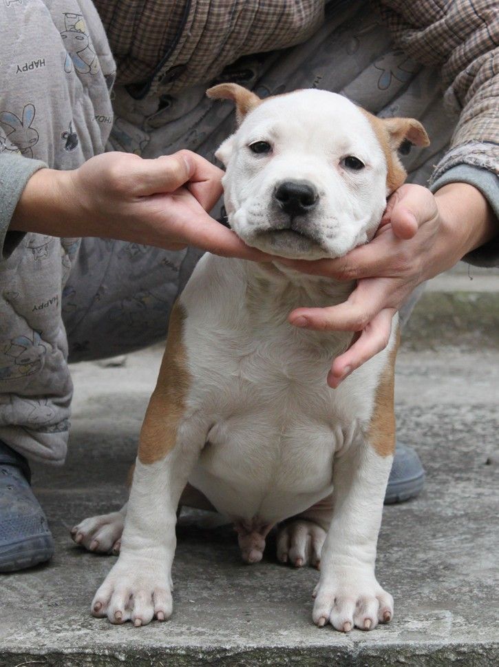  p>美国斯塔福梗(american staffordshire terrier)斯塔福梗是由 a