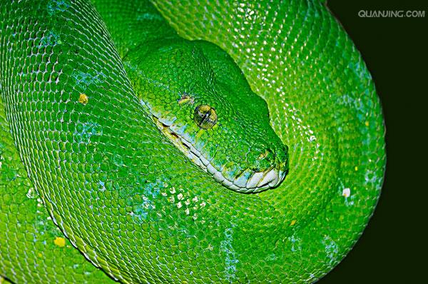  p>绿树蟒 i>(学名:chondropython viridis) /i>产于新几内亚,印度尼
