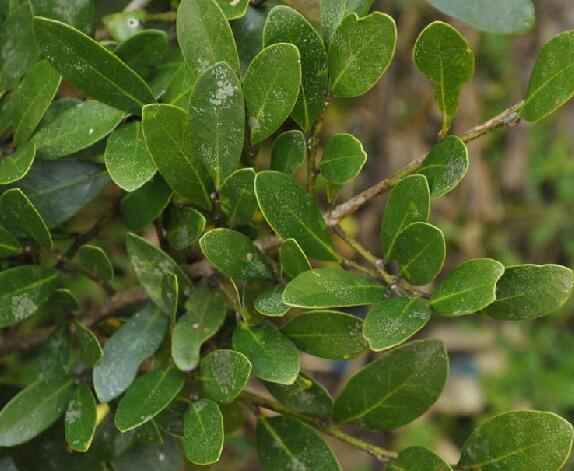  p>小叶蚊母树(学名: i> i>distylium buxifolium /i>  /i>(hance)