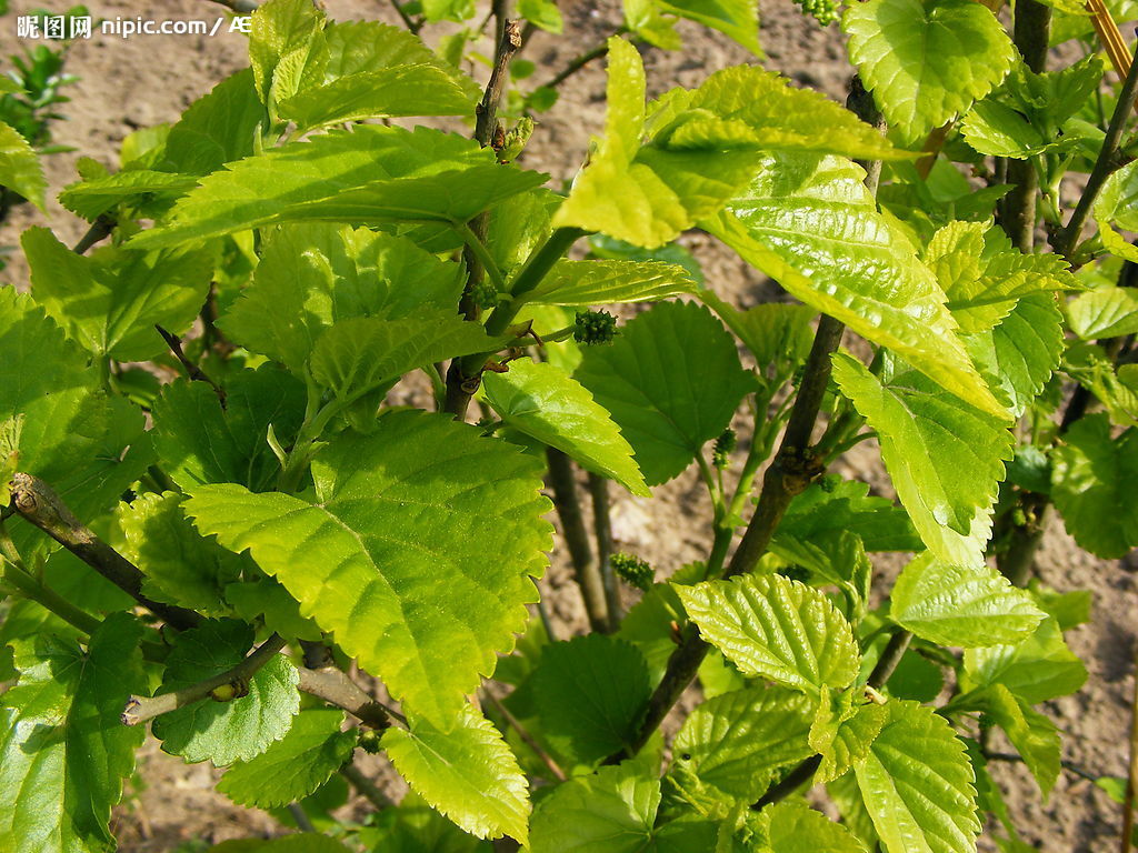  p> a href="#">桑树 /a>( i>morus alba /i> l),又名桑(本草经)家桑