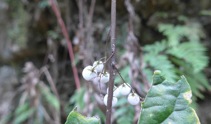  p>三叶香草(学名:lysimachia insignis)为 a href="#" data-lemmaid=