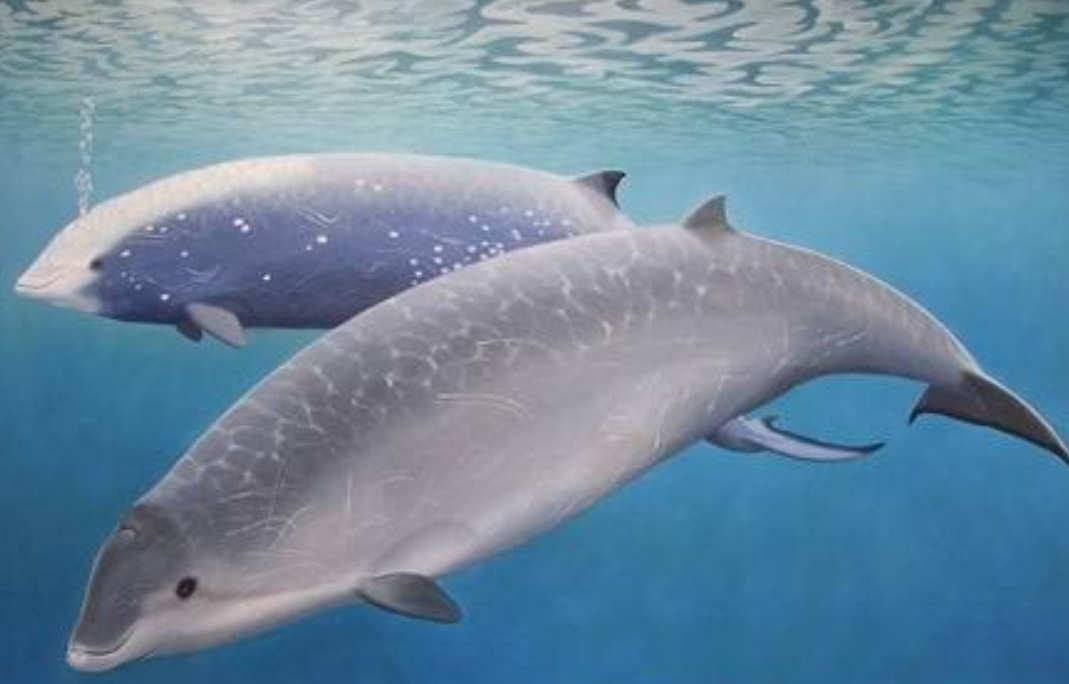  p>剑吻鲸 喜栖息于 a target="_blank" href="/item/深海区/2019915"