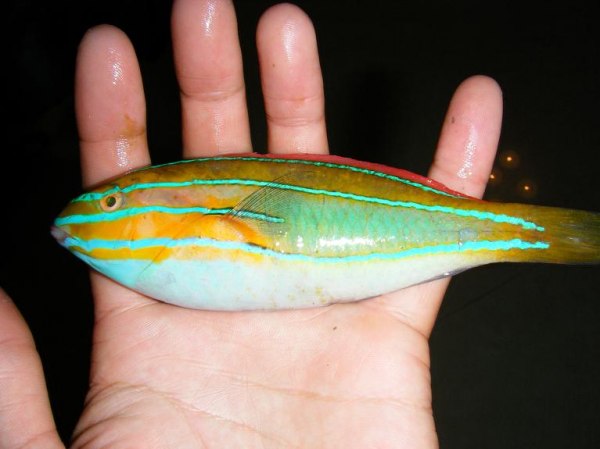  p>三线紫胸鱼, i>stethojulis trilineata  /i>(bloch et schneider