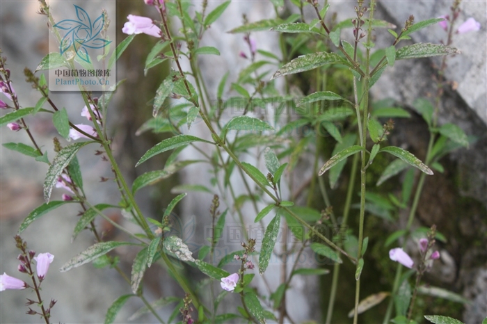  p>石香薷(学名: i>mosla chinensis /i> maxim.