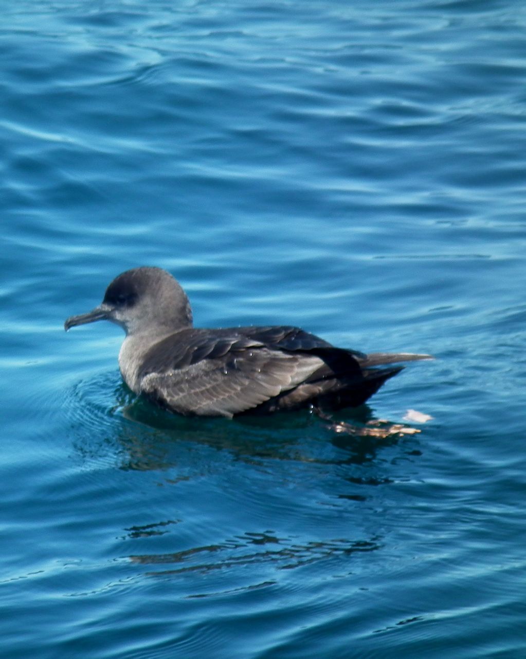  p>短尾鹱(学名: i>puffinus tenuirostris /i>)为鹱科剪水鹱属的鸟类