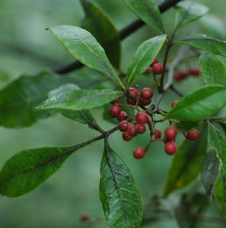  p>异叶花椒,学名:zanthoxylum ovalifolium wight.