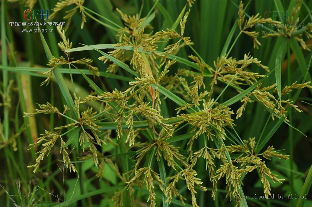  p>碎米莎草(拉丁学名:cyperus iria l.