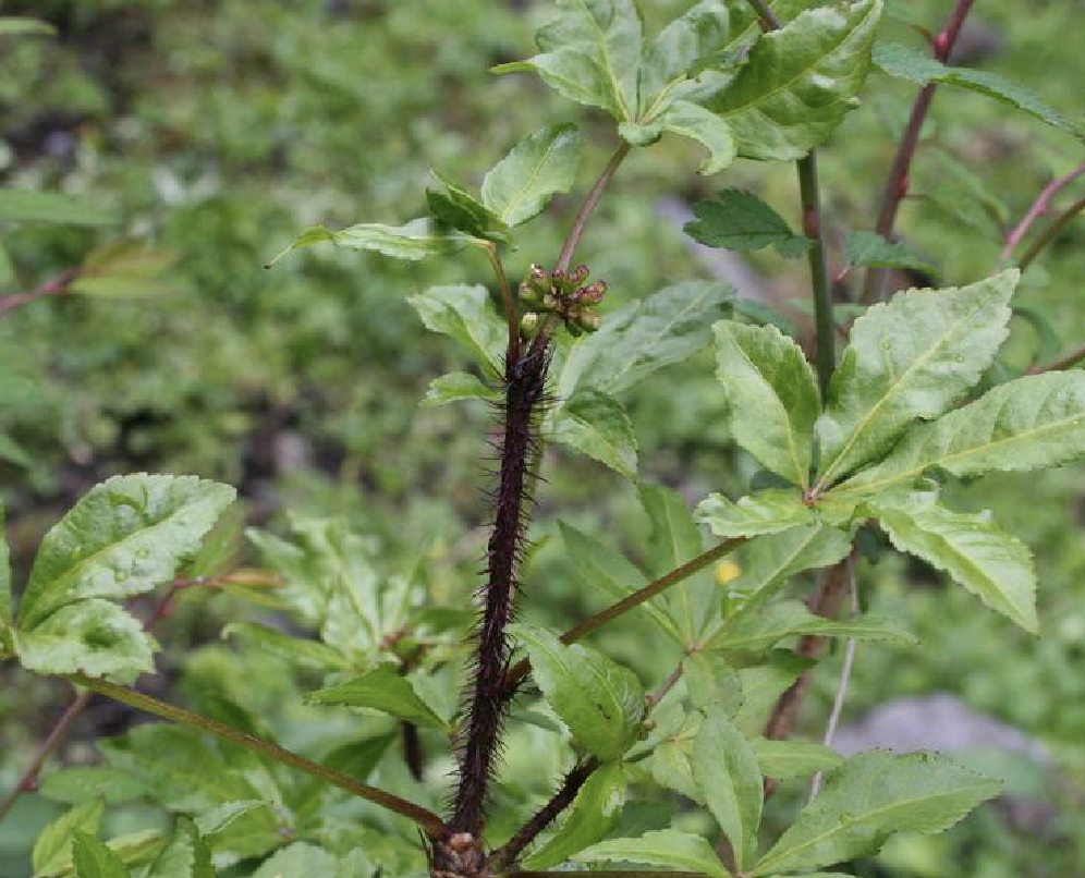  p>红毛五加(学名: i>eleutherococcus /i>  i>giraldii /i> (harms)