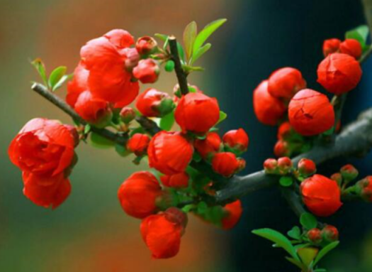 海棠花的花语 美到不可方物 百科ta说