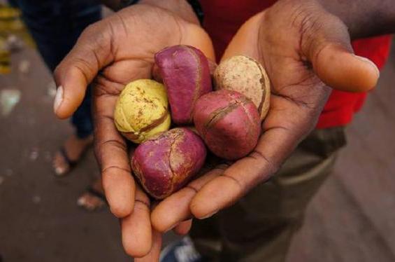 是锦葵科,可乐果属常绿乔木,树高约12米,树形为舒展形;可乐果的叶子