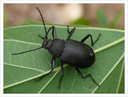  p>拟地甲又名拟步行虫,伪步甲,幼虫又称砂潜,昆虫纲 a target="