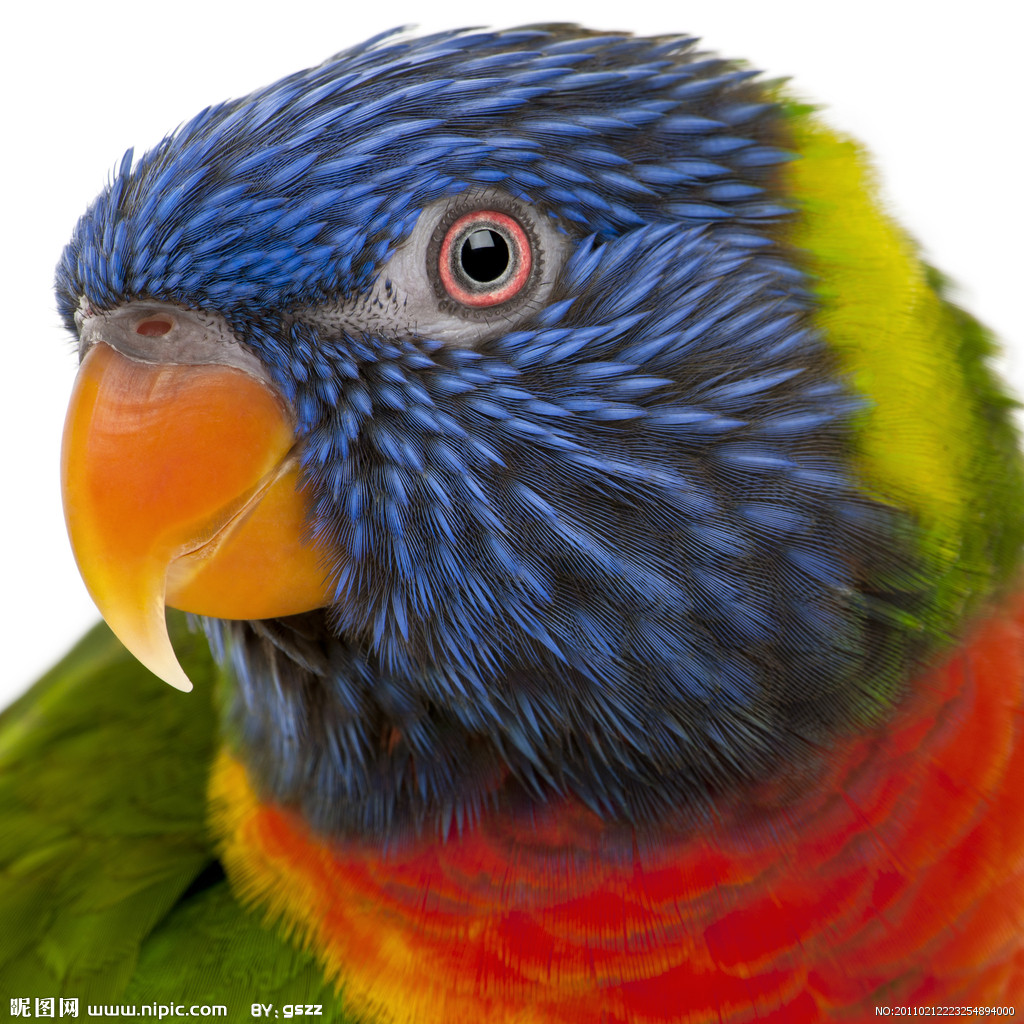 横斑鹦鹉虎纹亚种